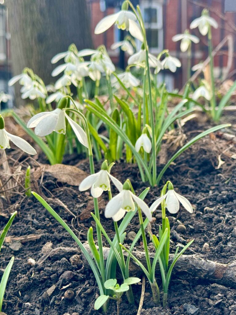 picture of plants - where i get my Snowdrops inspiration