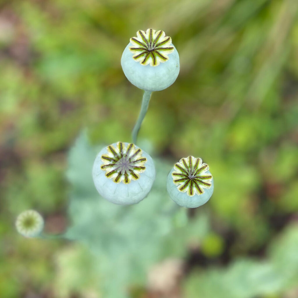 poppyseed head image where i get my inspiration